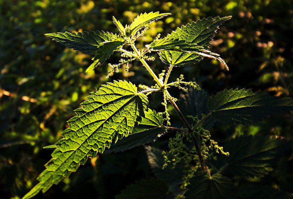 荨麻增加力量